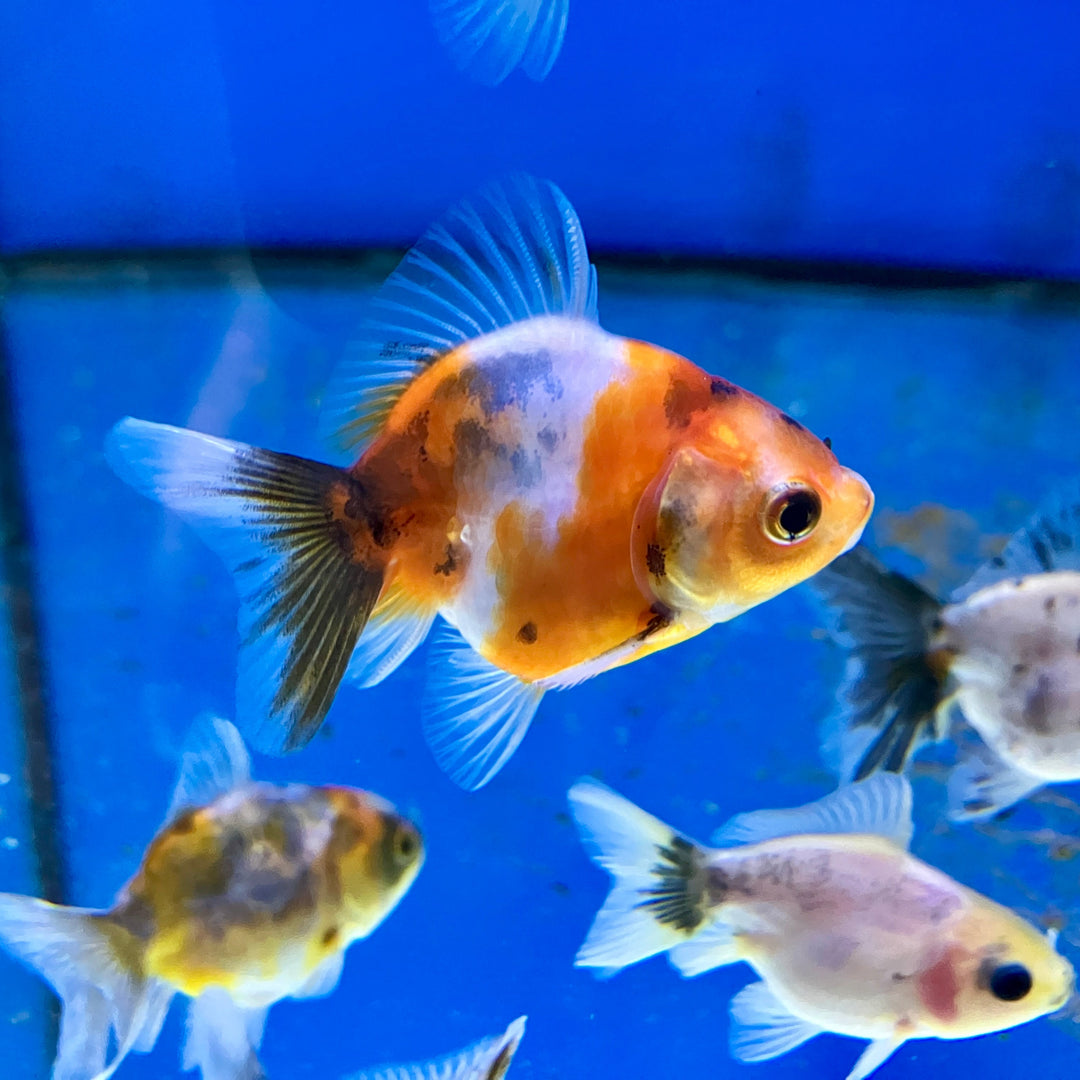 Löwenkopf - Carassius auratus "Calico"