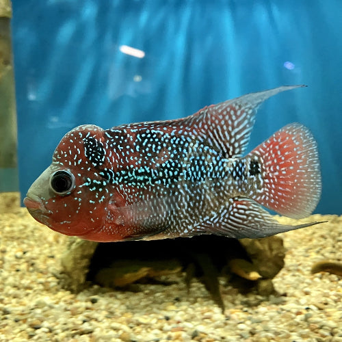 Flowerhorn - Cichlasoma sp.