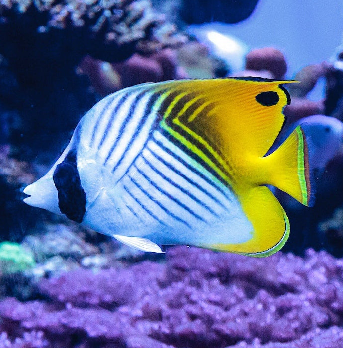 Fähnchen Falterfisch - Chaetodon auriga