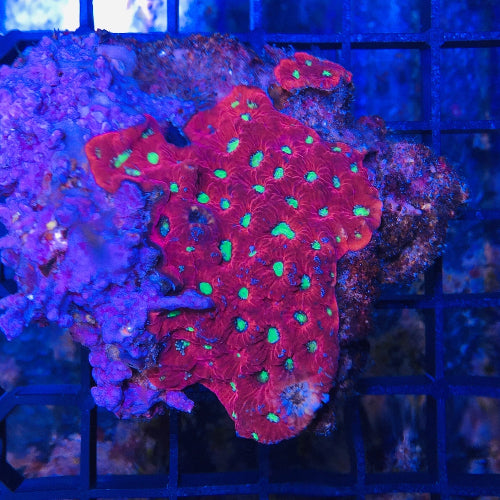 Hirnkoralle - Favites pentagona "ultra rot" Ableger Aqua Planet