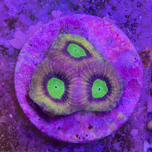 Hirnkoralle - Favites complanata "Dragon Soul" Ableger