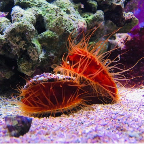 Flammenmuschel - Ctenoides scaber