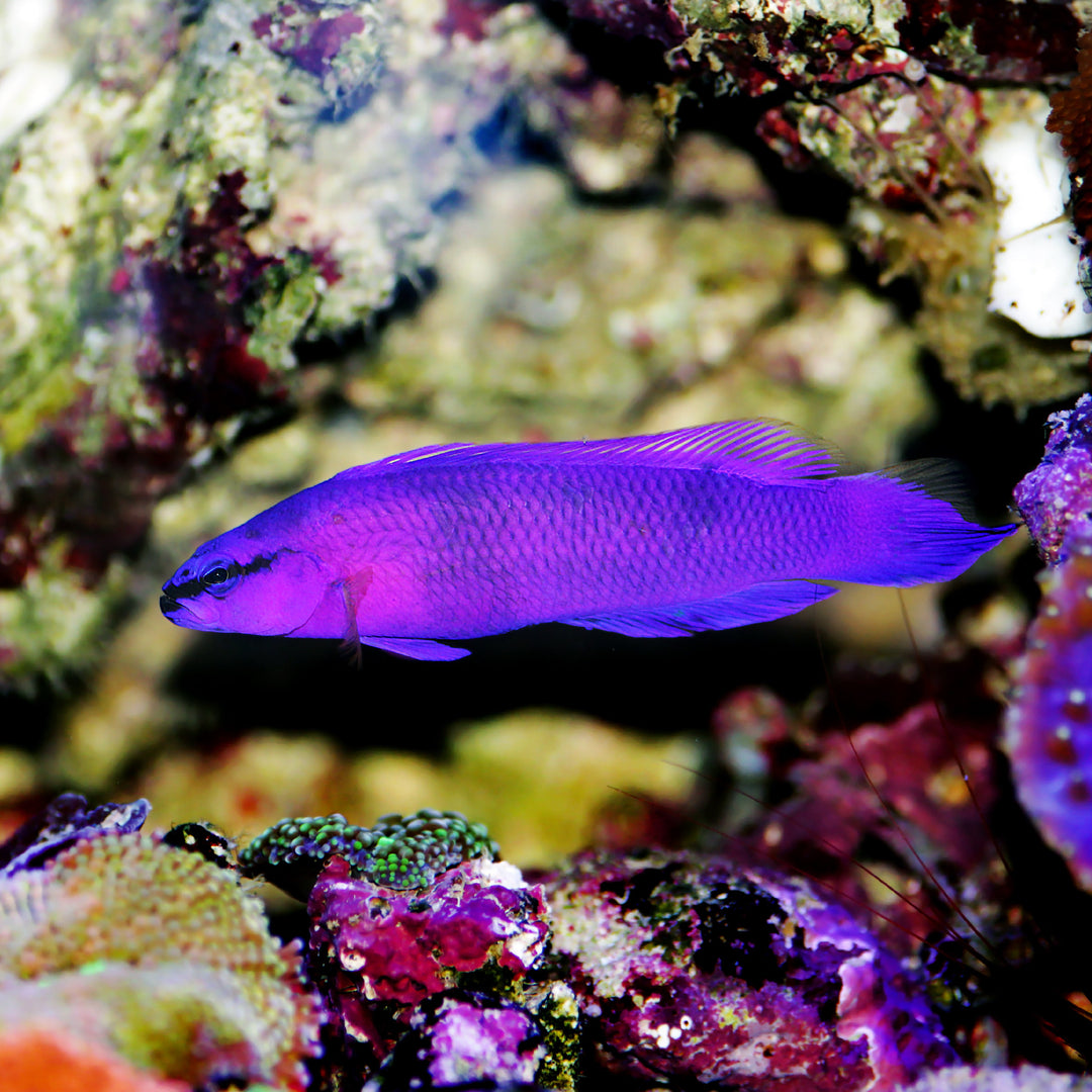 Fridmans Zwergbarsch - Pseudochromis fridmani "Nachzucht"