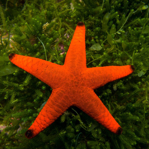 Tausendpunkt Seestern - Fromia milleporella