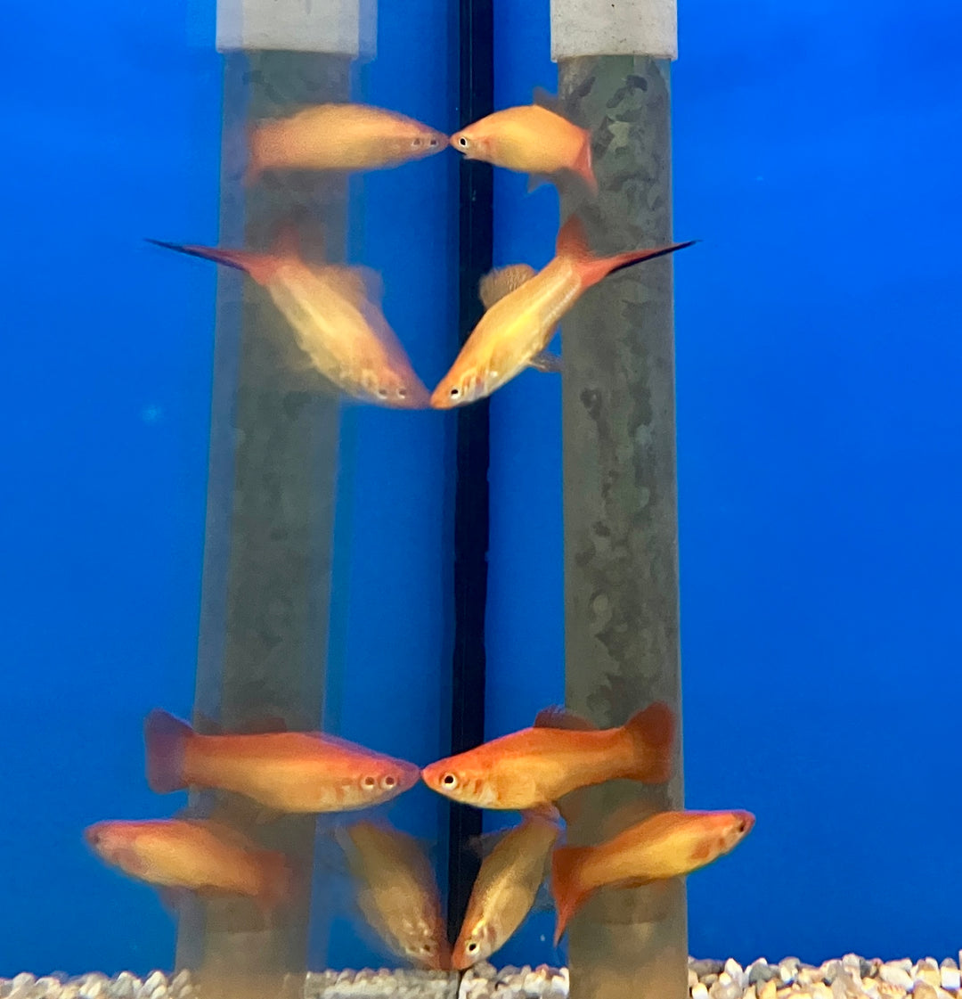 Schwertträger - Xiphophorus helleri "Marigold"