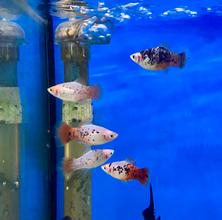Platy - Xiphophorus maculatus "Weiß spottet redtail"
