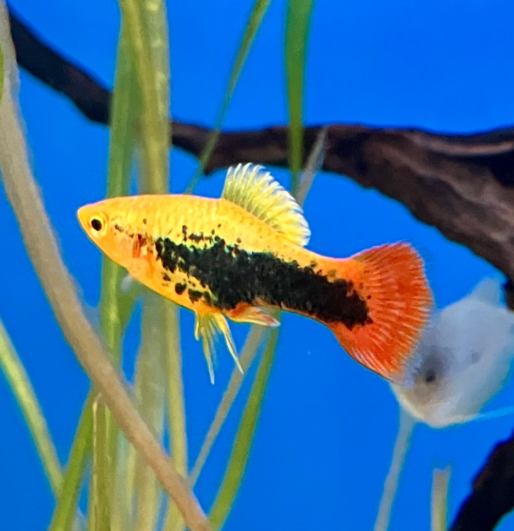 Platy - Xiphophorus maculatus "Variatus Hawaii"