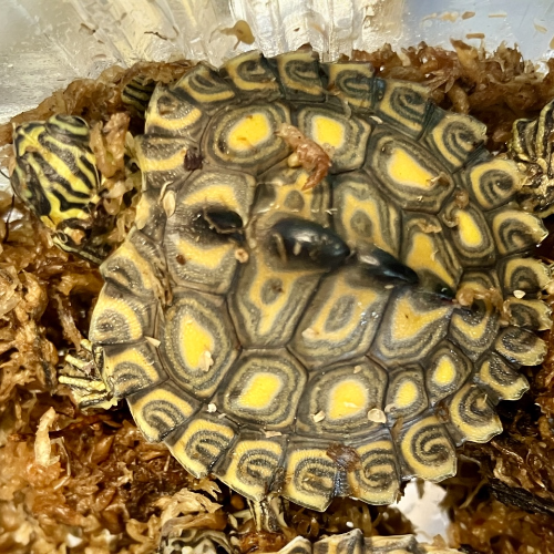 Gelbtupfen Höckerschildkröte - Graptemys flavimaculata Nachzucht 2025 WYSIWYG