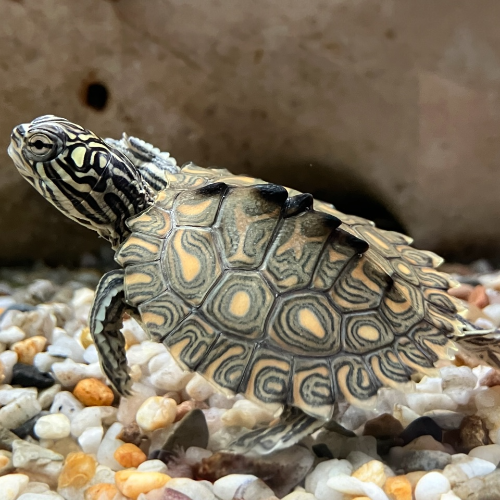 Gelbtupfen Höckerschildkröte - Graptemys flavimaculata CB25