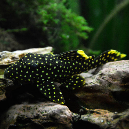 Golden Nugget L18 - Baryancistrus xanthellus