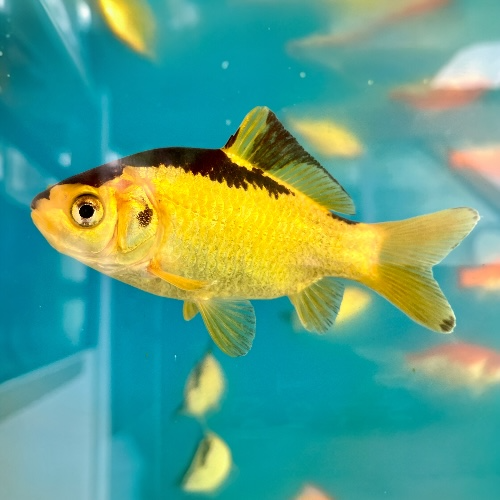 Goldfisch  - Carassius auratus "Gelb/schwarz"