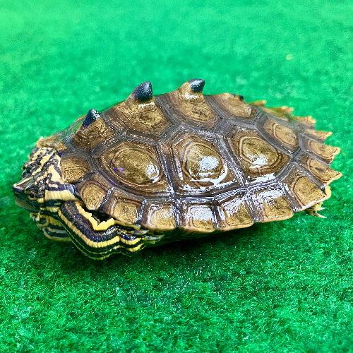 Schwarzknopf Höckerschildkröte - Graptemys nigrinoda NZ 2025