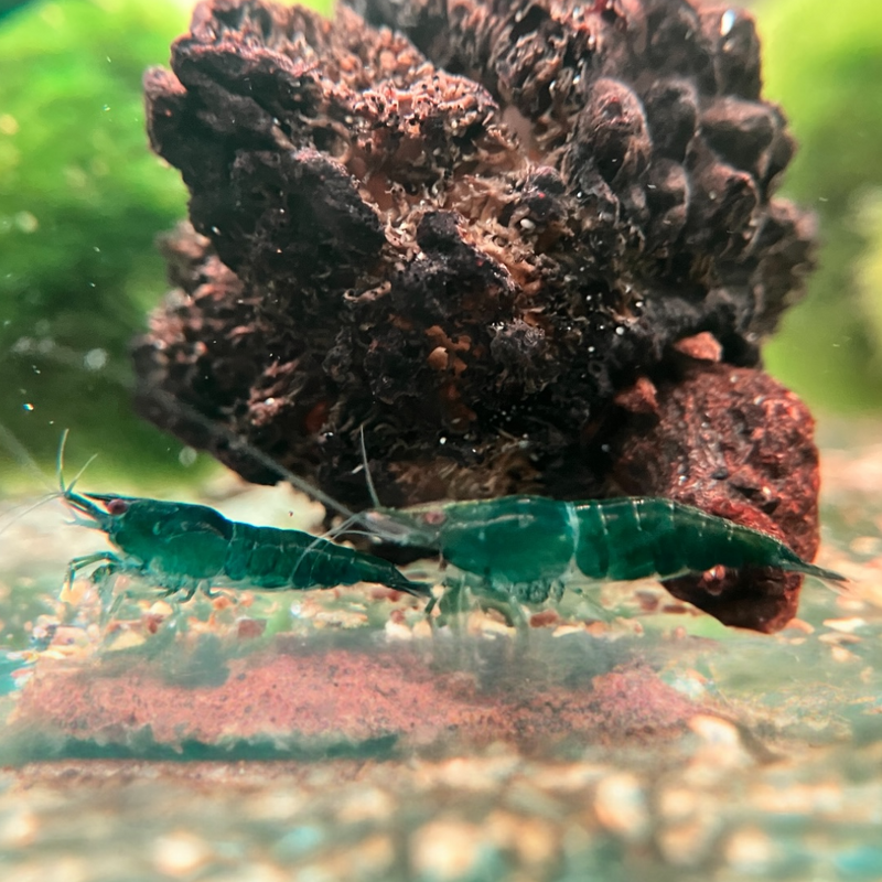 Zwerggarnele - Neocaridina davidi "Green Jade"