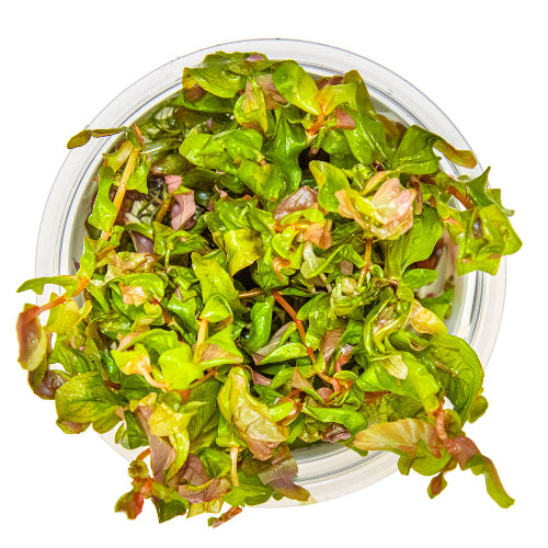 Große Rotala – Rotala macrandra