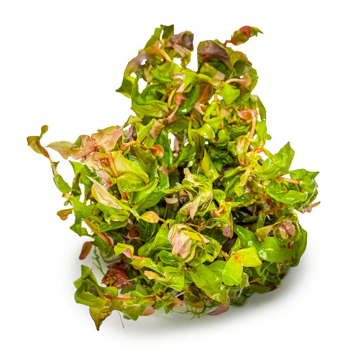 Große Rotala – Rotala macrandra