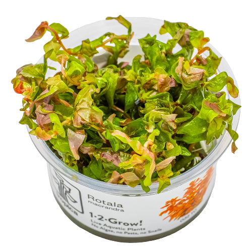 Große Rotala – Rotala macrandra