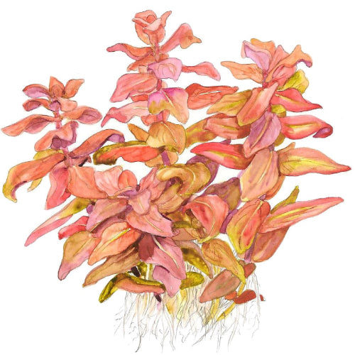 Große Rotala – Rotala macrandra
