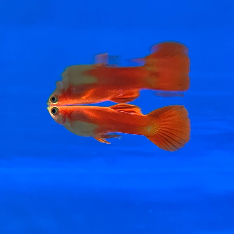 Guppy - Poecilia reticulata "Flamingo rot"