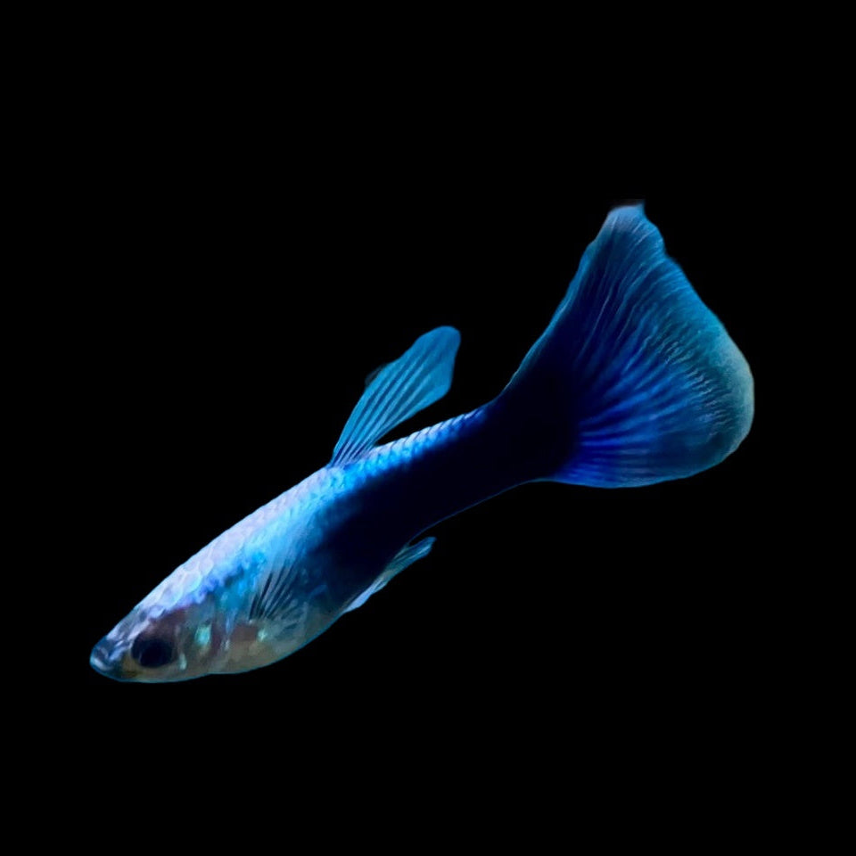 Guppy Männchen - Poecilia reticulata "Neon blau"