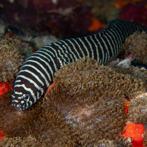 Zebramuräne - Gymnomuraena zebra