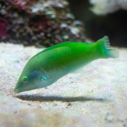 Grüner Juncker - Halichoeres chloropterus