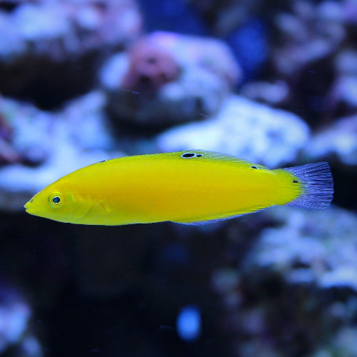 Kanarien Lippfisch - Halichoeres chrysus