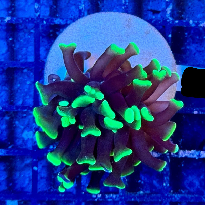 Hammerkoralle - Euphyllia paraancora