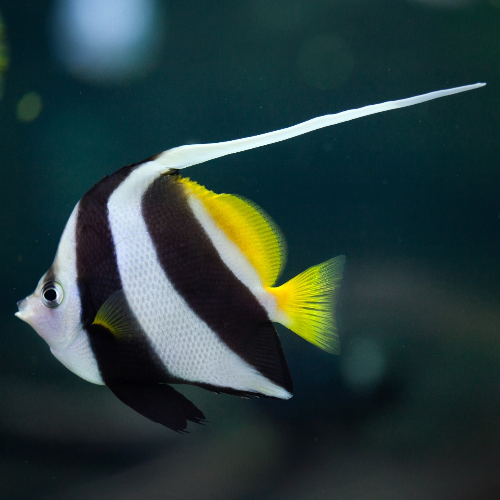 Gemeiner Wimpelfisch - Heniochus acuminatus