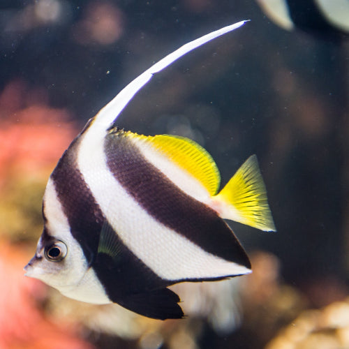 Schwarm Wimpelfisch - Heniochus diphreutes