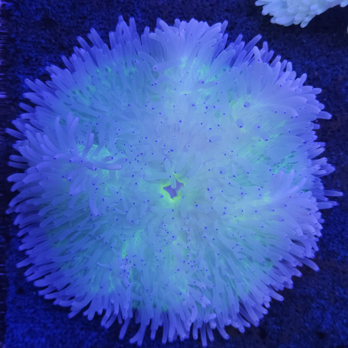 Lederanemone - Heteractis crispa WYSIWYG