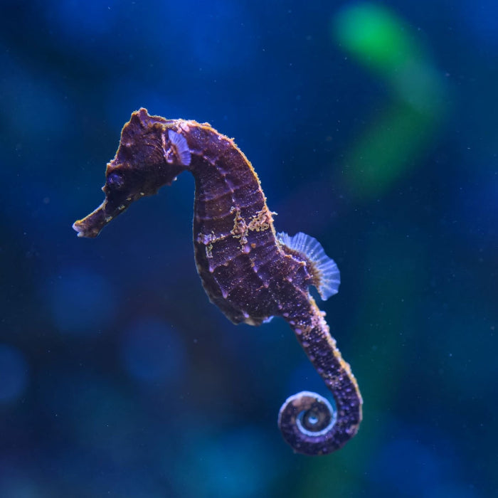 Seepferdchen - Hippocampus erectus "Nachzucht"