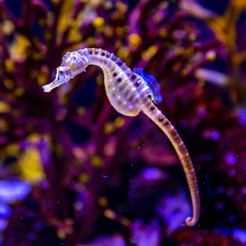 Dickbauchseepferdchen - Hippocampus abdominalis "Nachzucht"