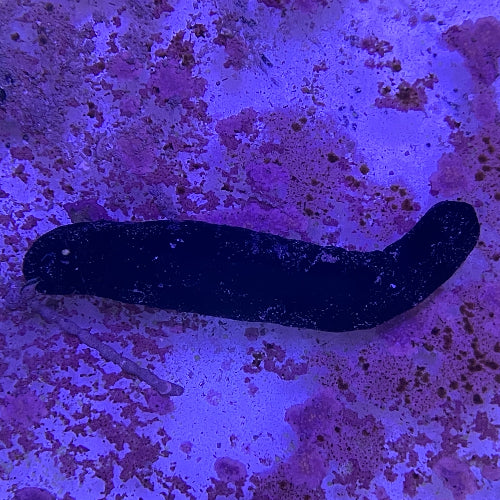 Schwarze Seegurke - Holothuria (Halodeima) atra