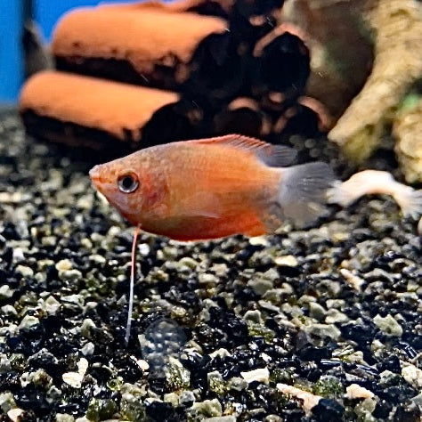 Honiggurami - Trichogaster chuna "Rot"