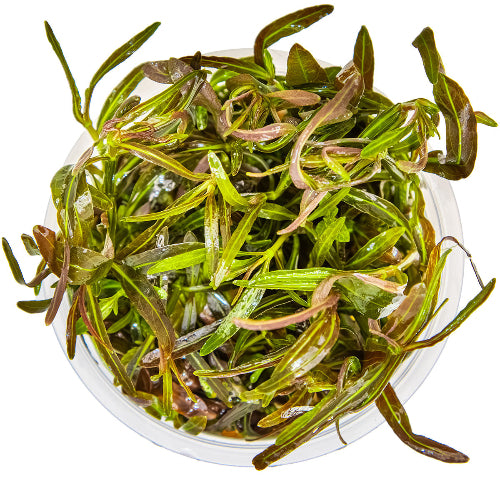 Araguaia Wasserfreund - Hygrophila lancea "Araguaia"