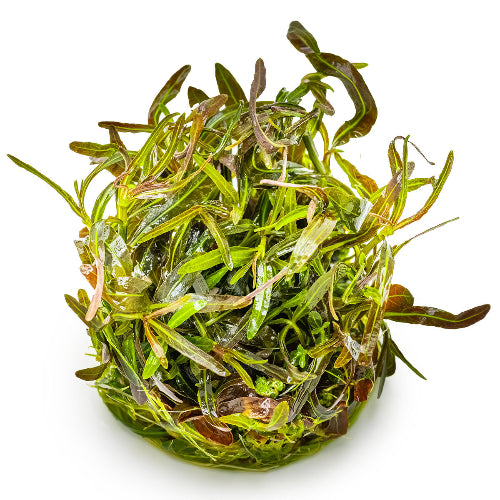 Araguaia Wasserfreund - Hygrophila lancea "Araguaia"