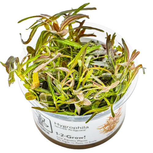 Araguaia Wasserfreund - Hygrophila lancea "Araguaia"
