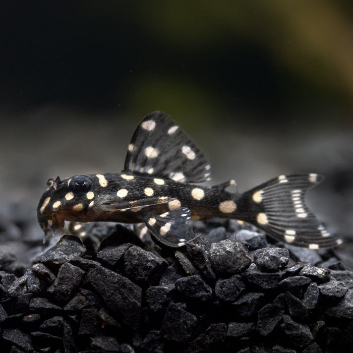 Orinoco Engelsharnischwels - Hypancistrus inspector L201