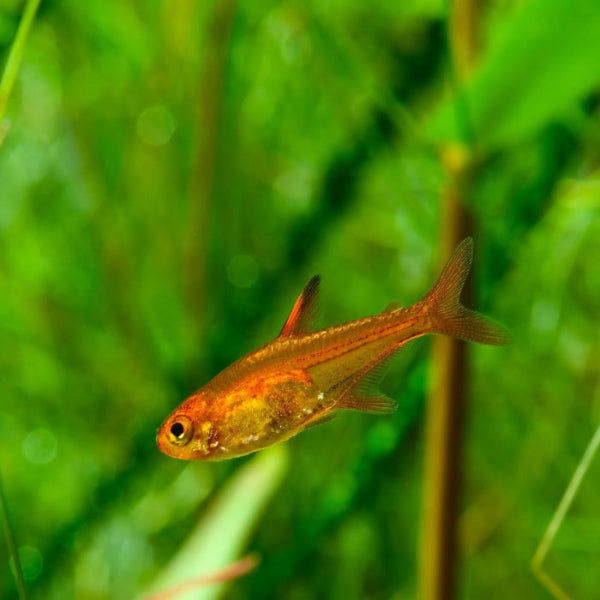 Funkensalmler - Hyphessobrycon amandae