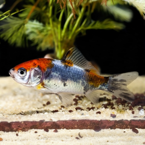 Goldfisch  - Carassius auratus "Shubunkin"