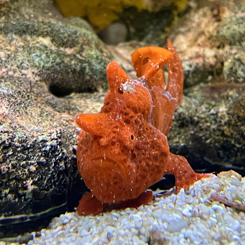 Warzen Anglerfisch  - Antennarius maculatus WYSIWYG