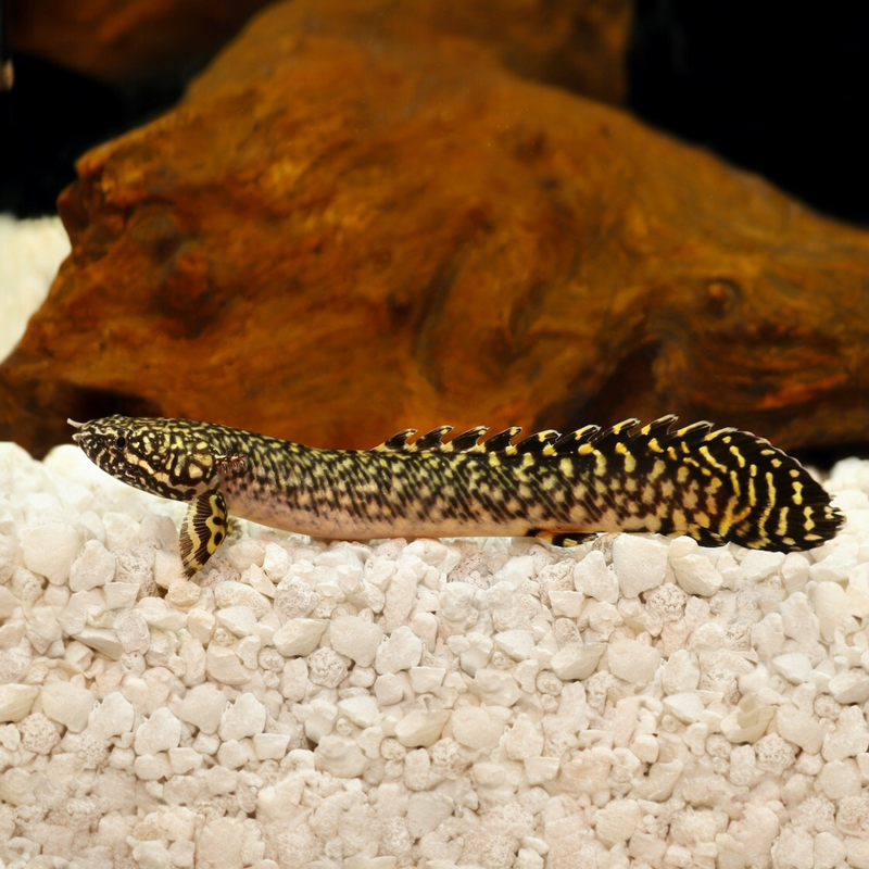 Schmuck Flösselhecht - Polypterus ornatipinnis