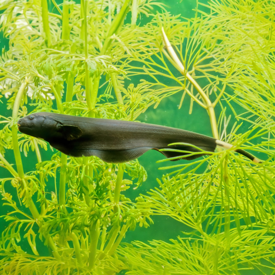 Apteronotus albifrons - Weißstirn Messerfisch
