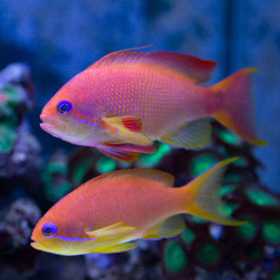 Juwelen Fahnenbarsch - Pseudanthias squamipinnis