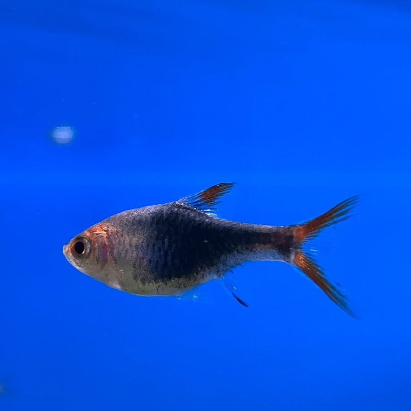 Keilfleckbärbling - Rasbora heteromorpha "schwarz"