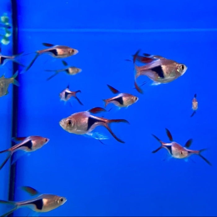 Keilfleckbärbling - Rasbora heteromorpha  "Schleier"