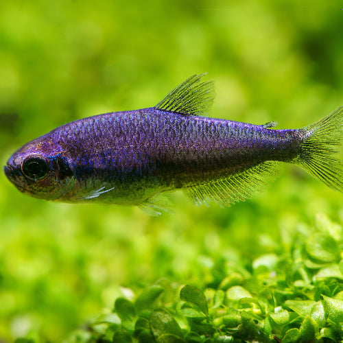 Königssalmler - Inpaichthys kerri "super blue"
