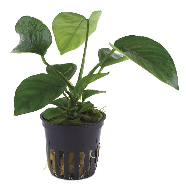 Kaladienblättriges Speerblatt – Anubias barteri var. caladiifolia