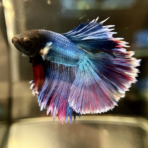 Kampffisch Männchen - Betta splendens  "Rosetail"