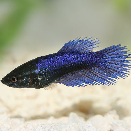 Kampffisch Weibchen - Betta splendens "Crowntail Farbmix"